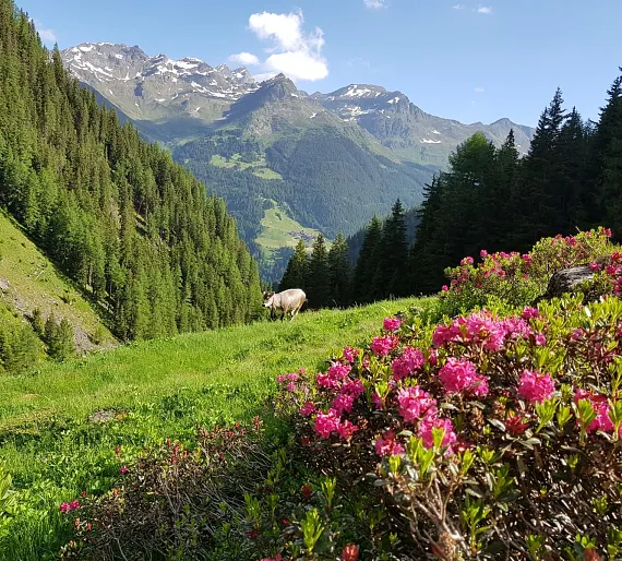 Berglandschaft in Tirol mit grüner Wiese, blühenden Alpenrosen und schneebedeckten Gipfeln im Hintergrund.